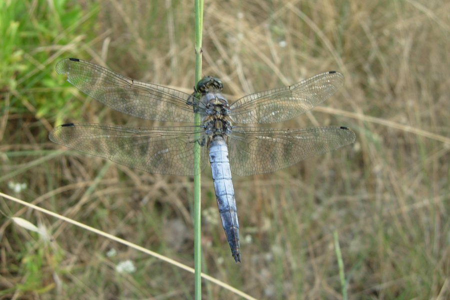 Aiuto per identificare Libellulidae